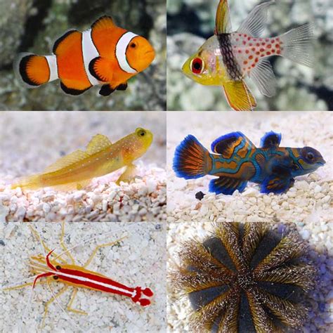 LiveAquaria.com .